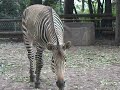 夢見ヶ崎動物公園～ハートマンヤマシマウマ mountain zebraアースの砂浴び