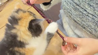 首輪を嫌がる子猫をおとなしくさせる方法がわかりました。