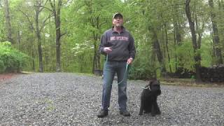 Standard Schnauzer Dog Training Winston Salem NC | Ollie