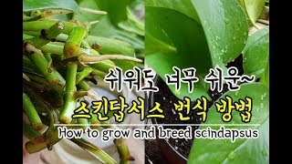 How to grow and breed scindapsus