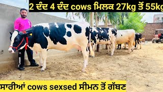 7 HF cow's available|| 7 ਗਾਵਾਂ ਵਿਕਉ 2 ਦੰਦ 4 ਦੰਦ ਮਿਲਕ 27kg ਤੋਂ 55kg!!