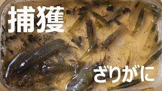 小さなザリガニ\u0026亀を捕獲！ガサガサの鬼