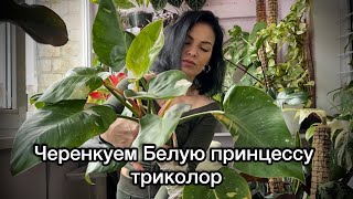 Черенкуем филодендрон Белая принцесса триколор ✂️