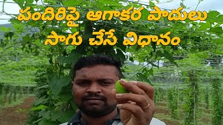 Spiny gourd vegetable || పందిరి మీద ఆగాకర పాదులు ఈ విధంగా పాకిరించుకోవాలి || పందిరి కూరగాయలు ||