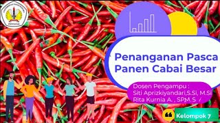 Penanganan Pasca Panen Cabai Besar|Mahasiswa Agroteknologi B Akt 2018|Faperta Untan 2020