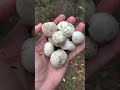 Foraging for Puffballs (Lycoperdon) in Sonoma California: Identifying, Cooking, and Tasting