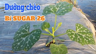 Kỹ thuật trồng bí hồ lô: P10-Dưỡng chèo to khỏe cho bí đậu SUGAR 26