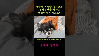 🐶청량리 재개발 몸테크 댕댕이의 겨울 나기🐶