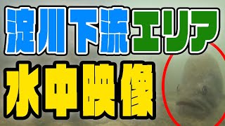 【淀川バス釣り】淀川に、水中カメラを入れてみた。