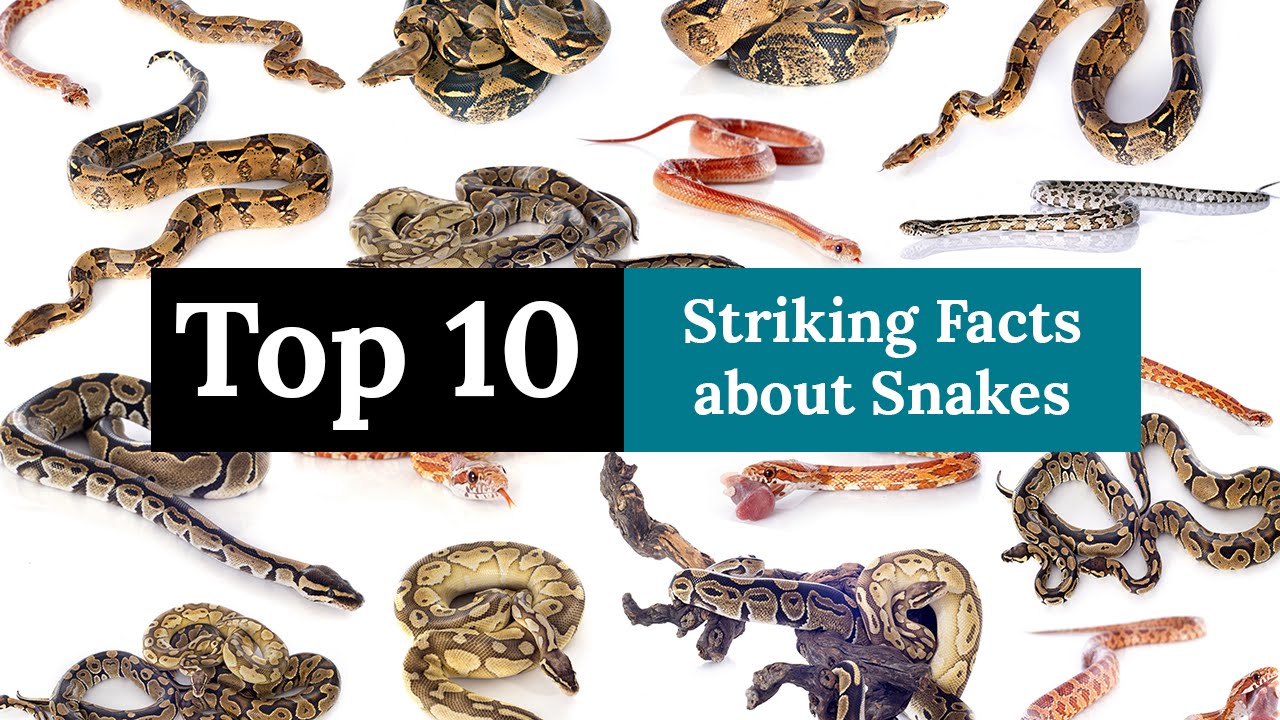 Top 10 Striking Facts About Snakes - YouTube