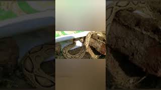 Russell's viper| விஷம் உள்ள பாம்பு| கண்ணாடி விரியன்|#Snake _Saga