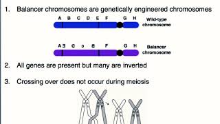 Balancer Chromosomes