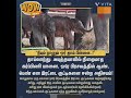 wownews இரட்டையர்களை ஈன்ற தாய்லாந்து யானை sunnews thailand elephant raretwins