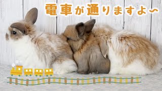 ホーランドロップの子うさぎ3兄妹（6月生まれ）ママはびびちゃんです♥