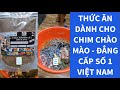 Thức ăn dành cho chim chào mào | cách làm cám chim chào mào | cám chim chào mào chất lượng cao