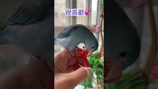 太平洋鸚鵡阿飽～ #parrot 🌶️吃辣椒初體驗，小表情說明了一切😋