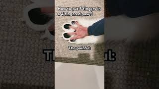 5 fingers in a 4 fingered paw :3 (credit to @That_One_Furby )