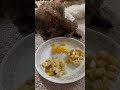 Teaching my 2 months old toy poodle to eat vegetables and fruits 😊