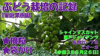 【ぶどう栽培の記録】ぶどうの摘粒、袋かけ　シャインマスカット、瀬戸ジャイアンツ、ピオーネ、長野パープル（家庭果樹園）