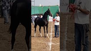 ✨ इस खूबसूरत मारवाड़ी घोड़ी को देखिए, 🐎 #MarwariHorse #HorseShow #EquestrianExcellence #shorts