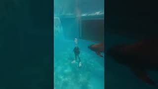 水族館でイルカとダイビング カズハゴンドウに手を振ってみる