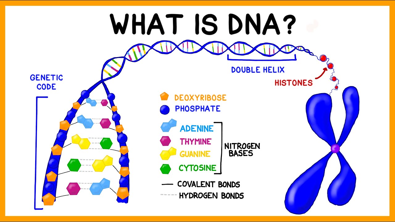 What Is DNA? - YouTube