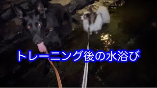 犬のトレーニング後のクールダウン。