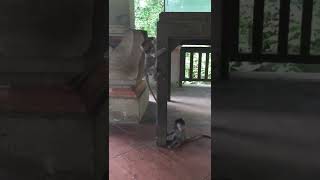 Tourists Witness Adorable Baby Monkeys in Bali - 1322617