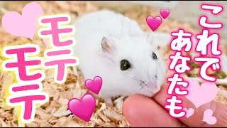 【科学的】ハムスターから懐かれる飼主になる方法