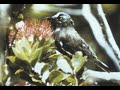 Animals gone from earth: the Kauaʻi ʻōʻō bird