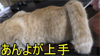 ドコモ猫の発情期…エクスカリバーで歌いながら優しく沈める、近頃はスプレー行為もトイレでするようになり素晴らしい…でもベッドへの防水カバーはまだする！