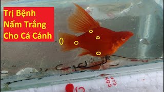 Trị Bênh Nấm Trắng Ở Cá Cảnh