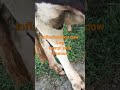 inflammation cow leg lampi skin disease vetcare@for more videos subscribe our channel @