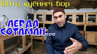 100та қуёним бор, қаерда сотаман?!