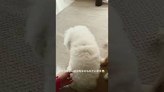 うちの子（犬）あるある〜どっちかを触っていると、こうなりますビションフリーゼ小型犬