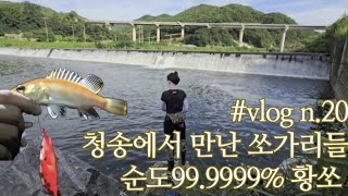 청송 포인트와 진보에서 만난 쏘가리들 순도 99.999% 황쏘? (24.07.20)