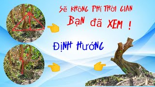 Hướng dẫn cắt phá thế, định hướng, tạo dáng chuẩn cho cây phôi