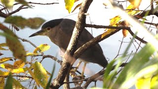 ゴイサギ 小枝で探餌