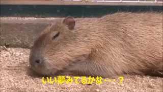 カピバラ　（池田動物園篇）心配事とエステデビュー？