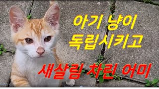 아기 길냥이는 독립하고, 어미는 다른 수컷과 ...