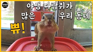 우리 동네에는 다람쥐가 참 많다! 어떤 친구는 얼굴에 상처가 가득! 미시간 | 앤아버