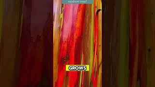 The Magical Rainbow Eucalyptus: Nature’s Living Art #youtubeshorts #nature #facts