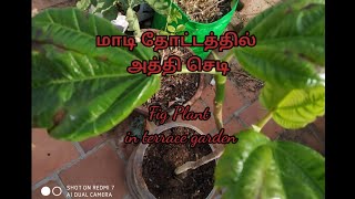 மாடி தோட்டத்தில் அத்தி செடி நடவு செய்ய சில குறிப்புகள் // Fig plant in terrace garden