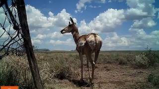 Pronghorn Doe Crossing Modified Fence