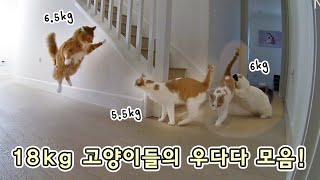 18kg 고양이들의 우다다 모음! 우당탕탕 두두두