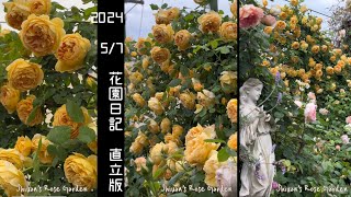 2024/5/7 （直立版10）Shiuan‘s Rose Garden 花園日記 #バラ