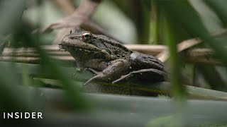 Why A Rare Frog's Mating Call Could Save Its Life