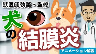 犬の結膜炎について【獣医師執筆監修】症状から治療方法