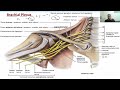 1st internal exam marathon anatomy live class on upper limb part 2 by dr ankit