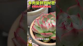 多肉植物控养#多肉植物#多肉#花花世界